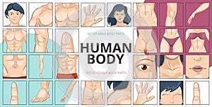 Human Body Parts Composition