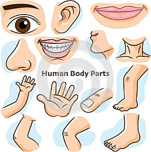 Human body parts - Vector Illustration photo