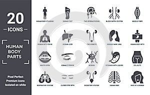 human.body.parts icon set. include creative elements as human body standing black, muscle fiber, woman dark long hair, neuron,