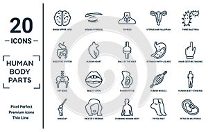 human.body.parts linear icon set. includes thin line brain upper view, digestive system, hip bone, kneecap, fetus in an uterus,