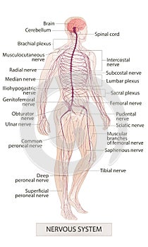 Nervous system. Human body parts. Man anatomy. Hand drown vector sketch illustration isolated