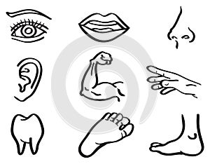 Human Body Parts Vector Illustration in Line Art Style