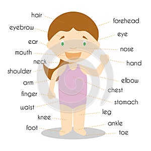 Human body parts vocabulary in english Vector Illustration