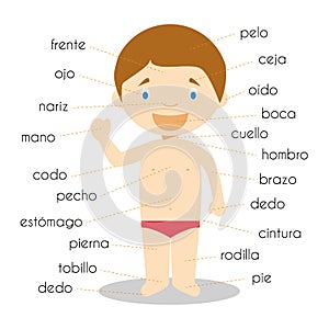 Human body parts vocabulary in spanish Vector Illustration
