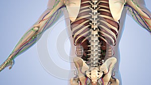 The human body's internal organs