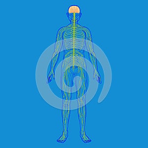 Human body silhouette and nervous system