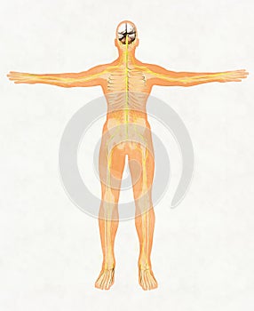 Hombre cuerpo silueta a nervioso sistema 