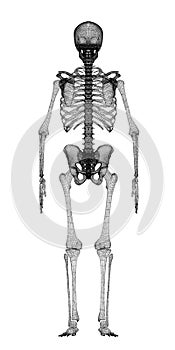 Human body, skeleton