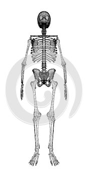 Human body, skeleton