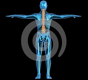 Uomo corpo scheletro un colonna vertebrale 