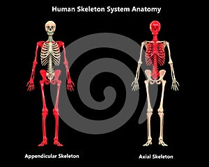 Human Body Skeleton System Appendicular and Axial Skeleton Anatomy