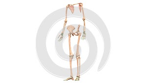 Human Body Skeleton System Appendicular Skeleton Anatomy
