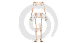 Human Body Skeleton System Appendicular Skeleton Anatomy