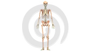 Human Body Skeleton System Bone Joints Anatomy