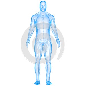 Human Body Skeleton System Bone Joints Anatomy