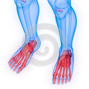 Human Body Skeleton System Foot Bone Joints Anatomy