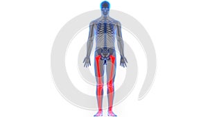 Human Body Skeleton System Leg Bone Joints Anatomy