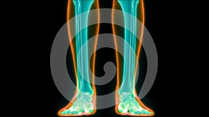 Human Body Skeleton System Leg Bone Joints Anatomy