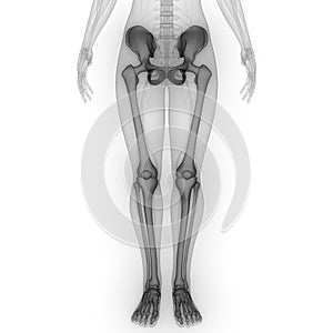 Human Body Skeleton System Lower Limbs Bone Joints Anatomy