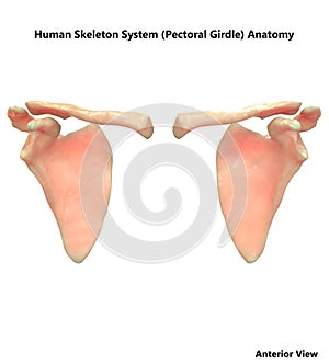 Human Body Skeleton System Pectoral Girdle Anatomy