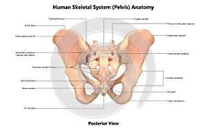 Human Body Skeleton System Pelvis Posterior View Anatomy