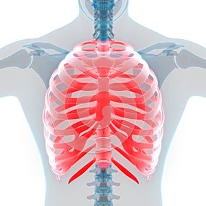 Human Body Skeleton System Rib Cage Bone Joints Anatomy