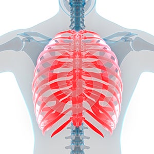 Human Body Skeleton System Rib Cage Bone Joints Anatomy