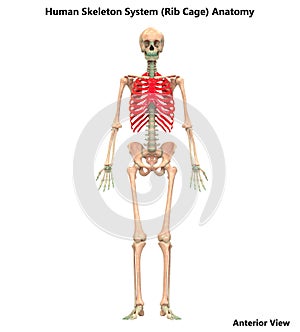 Human Body Skeleton System Rib Cage Bone Joints Anatomy