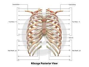 Human Body Skeleton System Ribcage posterior View Anatomy