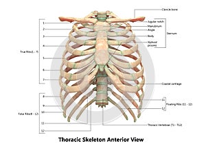 Human Body Skeleton System Thoracic Skeleton anterior View Anatomy