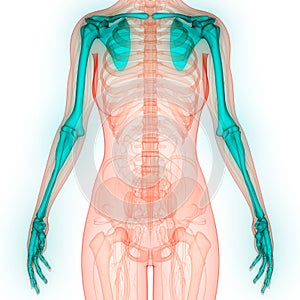 Human Body Skeleton System Upper Limbs Bone Joints Anatomy