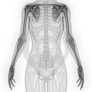 Human Body Skeleton System Upper Limbs Bone Joints Anatomy