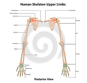 Human Body Skeleton System Upper Limbs posterior View Anatomy