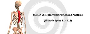 Human Body Skeleton System Vertebral Column Thoracic Spine Anatomy