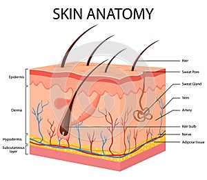 Human Body skin anatomy vector illustration with parts vein artery hair sweat gland epidermis dermis and hypodermis photo