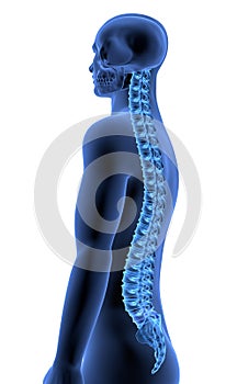 The Human Body - Spine side view II