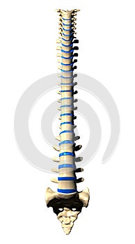 Spine Vertebrae - Anterior view / Front view photo