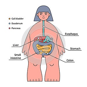 Human body structure infographic. Digestive system with organs names