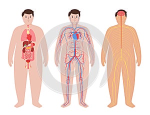 Human body systems