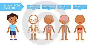 Human body systems educational kids banner flat vector template.