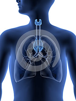 The Human Body - Thymus and Thyroid Gland