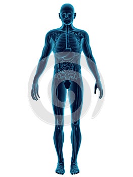 Human Body Transparent photo