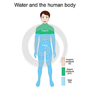 Human Body, Water, Organic and Inorganic Elements. Percentage photo