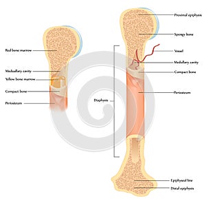 Human bone anatomy
