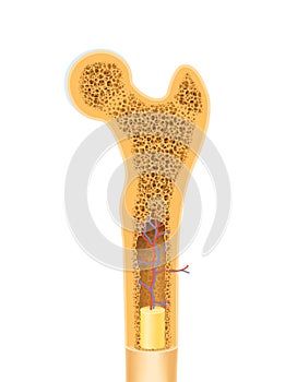 Human bone anatomy