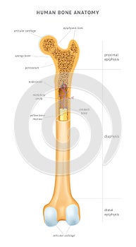 Human bone anatomy