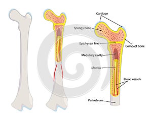 Human bone anatomy, photo