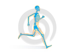 Human Bone Anatomy while run