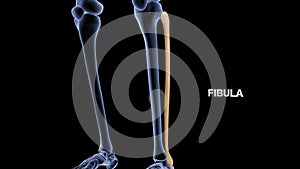 Human Bone Fibula or calf bone