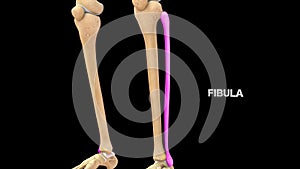 Human Bone Fibula or calf bone